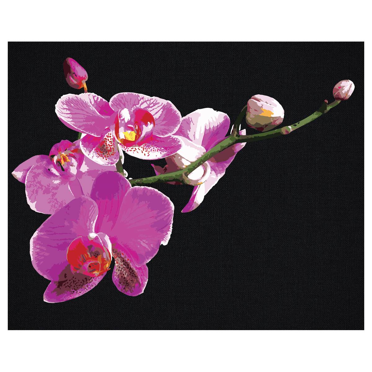 Картина по номерам на черном холсте ТРИ СОВЫ Цветы орхидеи, 40*50, c акриловыми красками и кистями