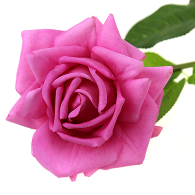 Цветок "Роза с листьями" 72см, цветок из силикона, цвета микс (Китай)